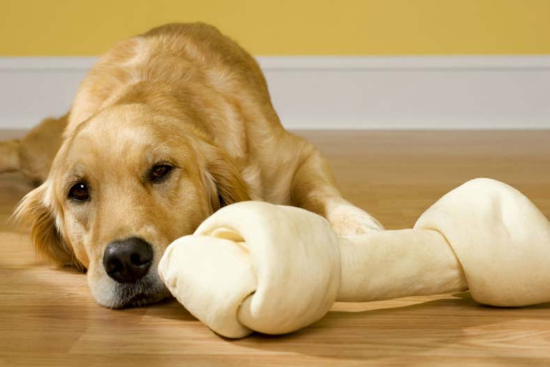 www.akc.org